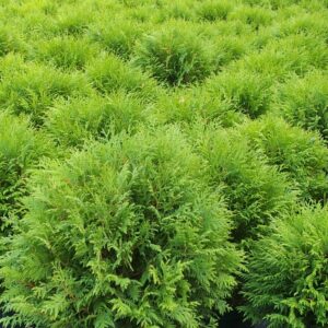 Thuja occidentalis Woodwardii