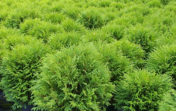 Thuja occidentalis Woodwardii