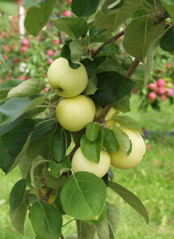 Malus domestica VALKEAKUULAS