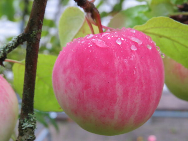 Malus domestica PUNAINEN MELBA