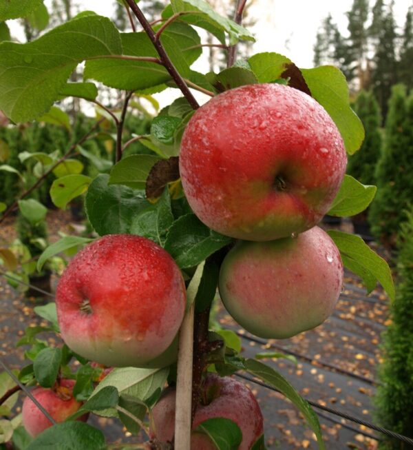 Malus domestica LOBO
