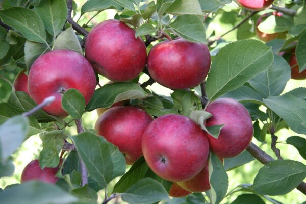 Malus domestica LOBO hk