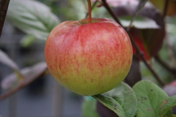 Malus domestica KELTAKANELI