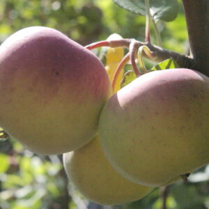 Malus domestica KELTAKANELI hk