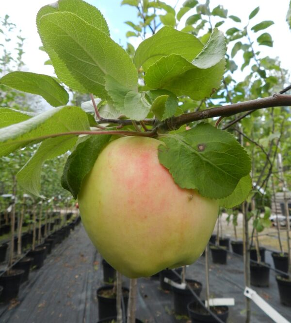 Malus domestica SILVA hk