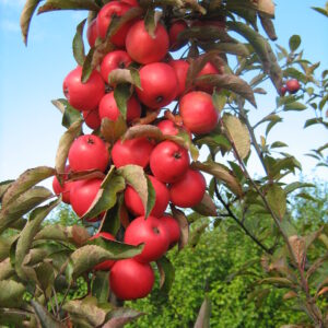Malus ELINA