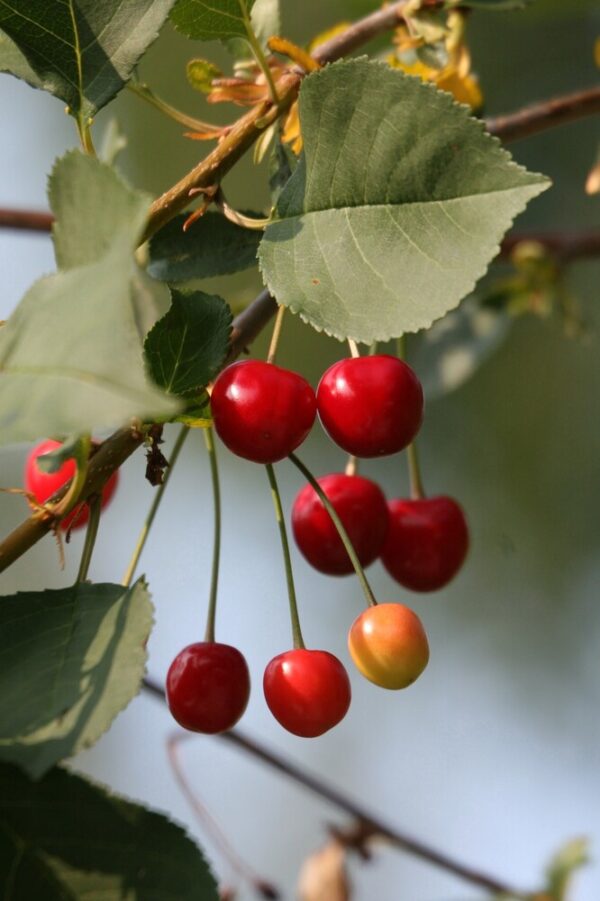 Prunus cerasus LATVIAN MATALA