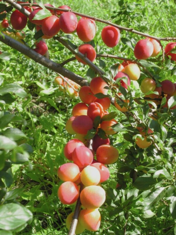 Prunus cerasifera KOMETA