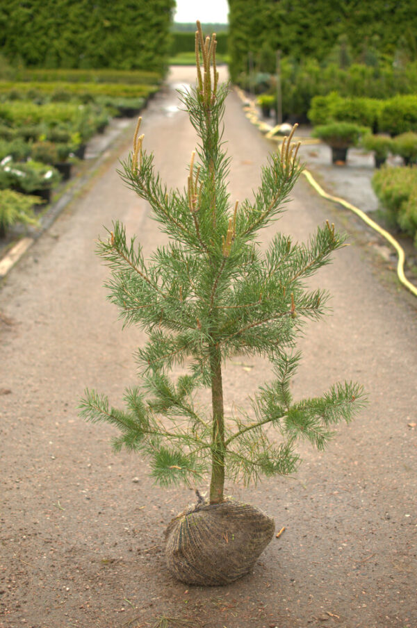 Pinus sylvestris