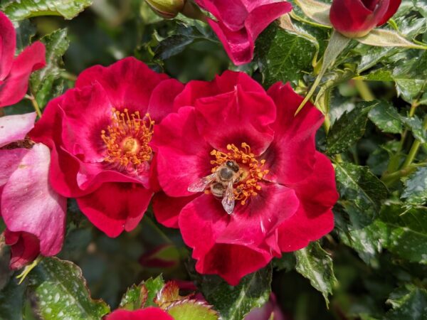 Rosa DEVIL BABYLON EYES