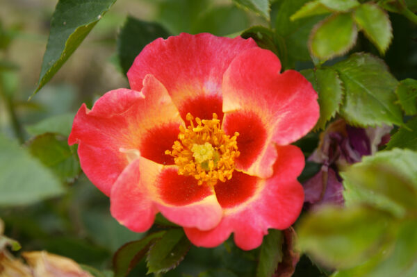 Rosa SUNSHINE BABYLON EYES