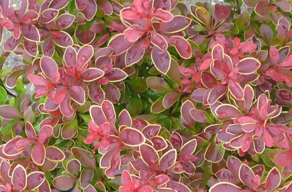 Berberis thunbergii ADMIRATION