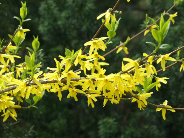 Forsythia x intermedia WEEK END