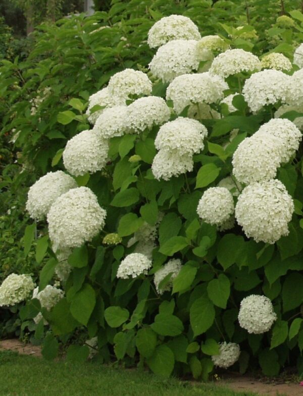 Hydrangea arborescens ANNABELLE