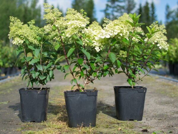 Hydrangea paniculata BOBO
