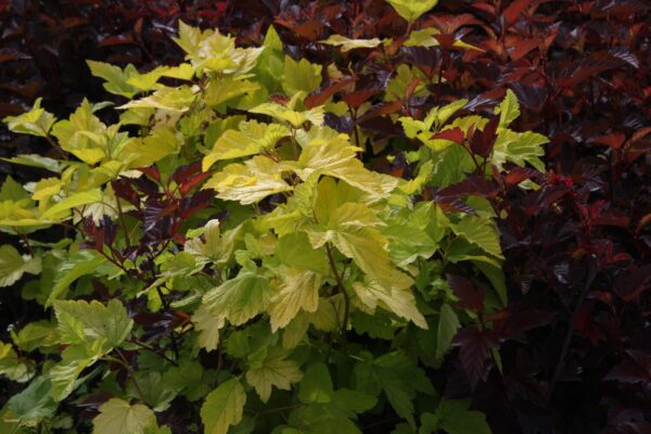 Physocarpus opulifolius