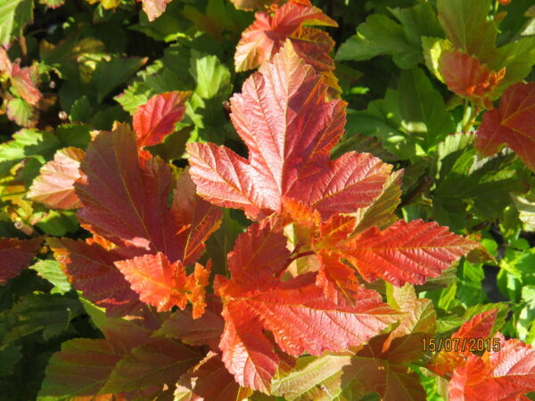 Physocarpus opulifolius AMBER JUBILEE