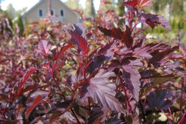 Physocarpus opulifolius DIABOLO