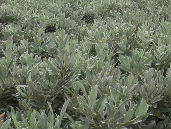 Salix helvetica