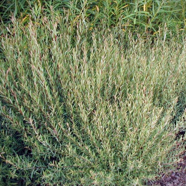 Salix purpurea NANA