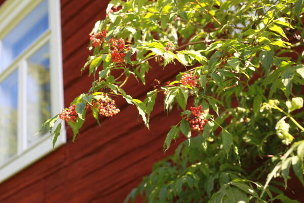 Sambucus nigra