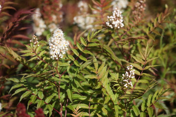 Sorbaria sorbifolia SEM