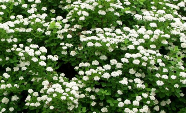 Spiraea betulifolia
