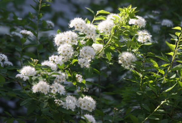 Spiraea chamaedryfolia