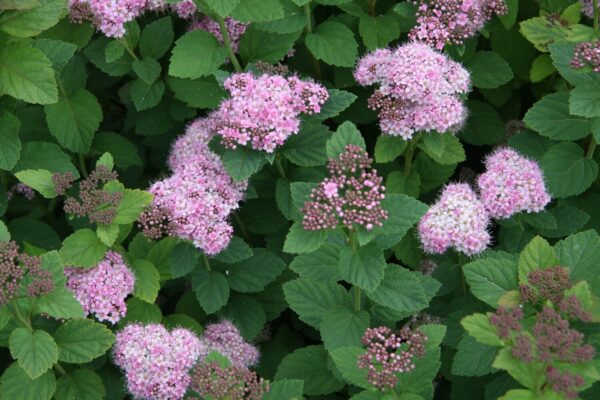 Spiraea splendens