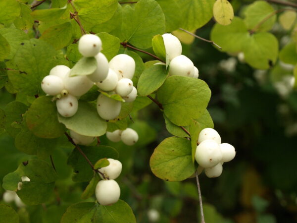 Symphoricarpos albus var laevigatus