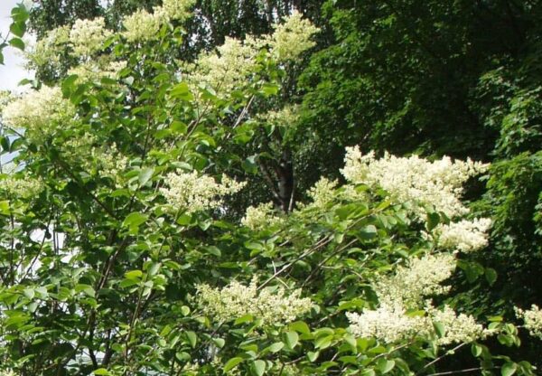 Syringa reticulata