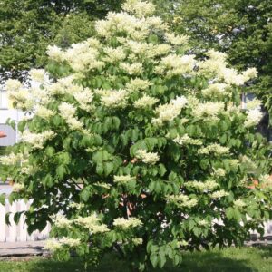 Syringa reticulata