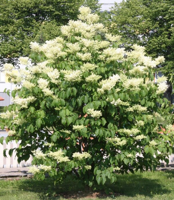 Syringa reticulata