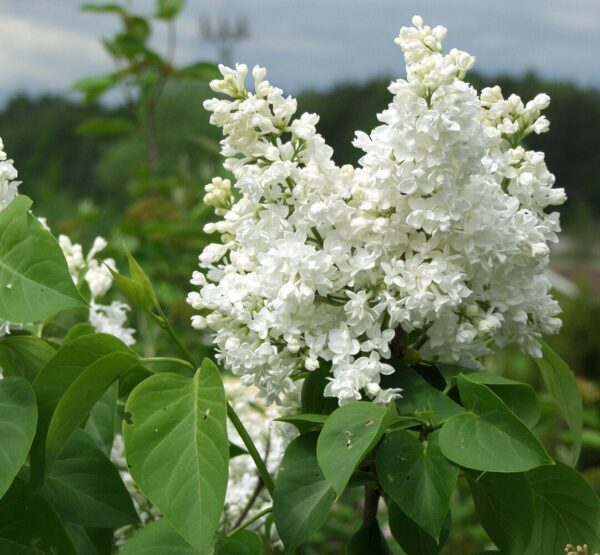 Syringa MME LEMOINE 120-150