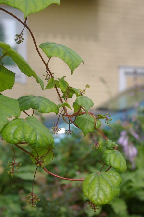 Menispermum davuricum
