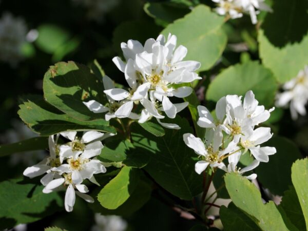 Amelanchier alnifolia OBELISK