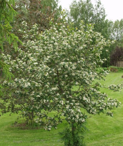 Aronia melanocarpa GLORIE