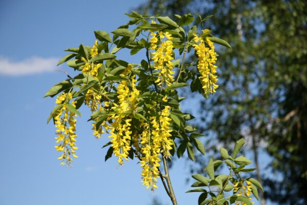 Laburnum alpinum PENDULUM