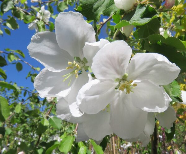 Malus HYVINGIENSIS