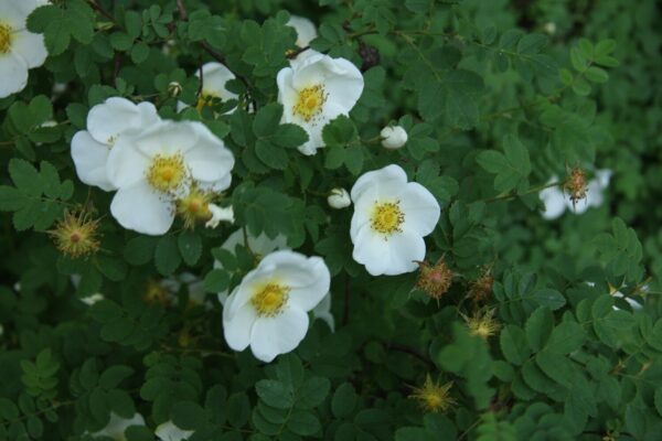 Rosa spinosissima