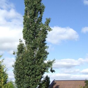 Populus tremula Erecta