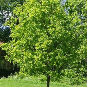Quercus robur