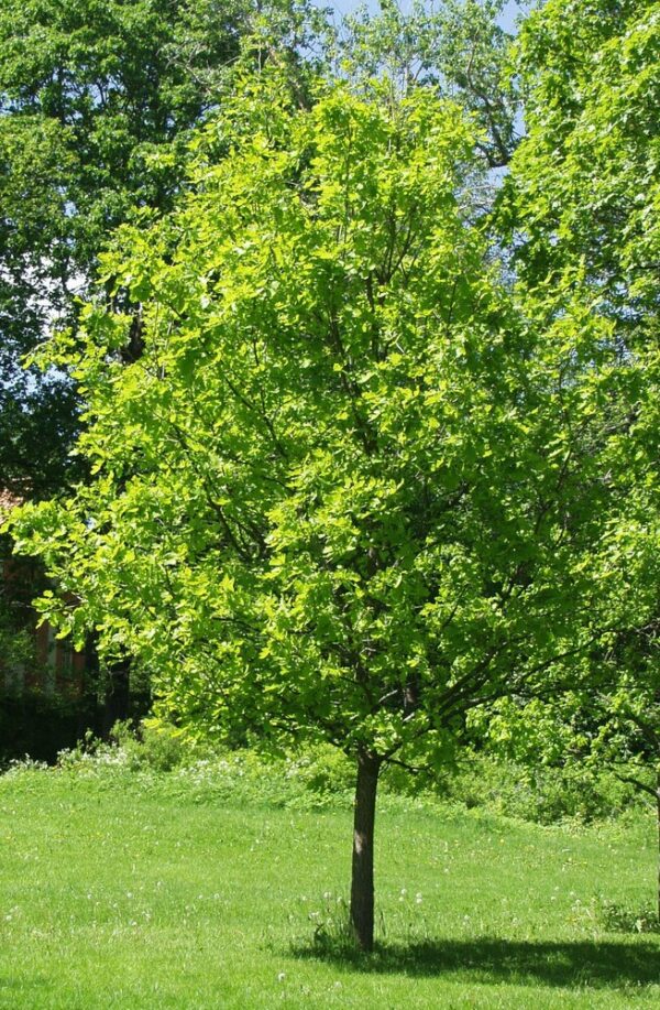 Quercus robur