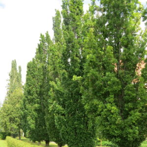 Quercus robur Fastigiata