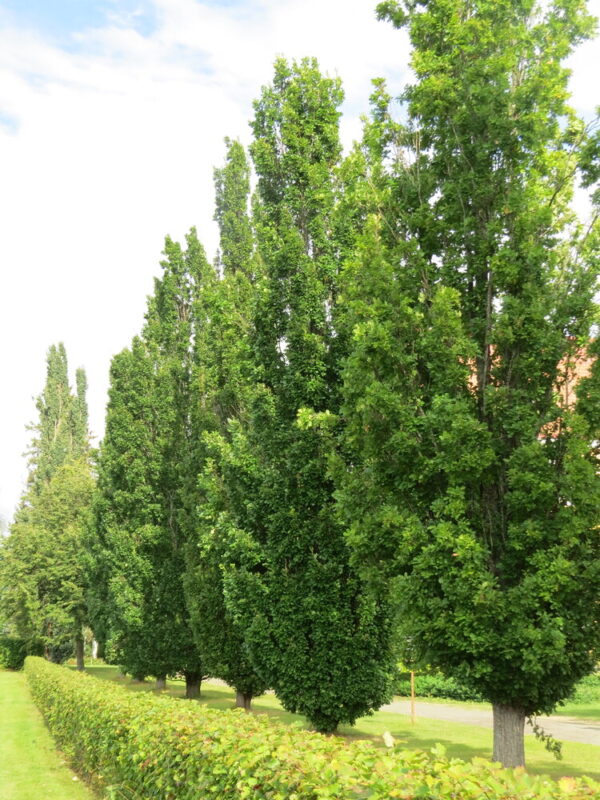 Quercus robur Fastigiata