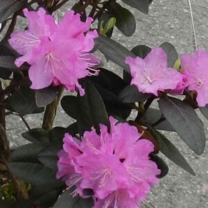 Rhododendron P.J. MEZITT