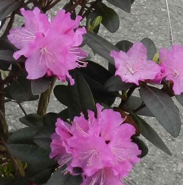 Rhododendron P.J. MEZITT