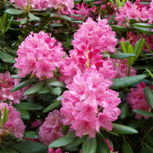 Rhododendron Haaga
