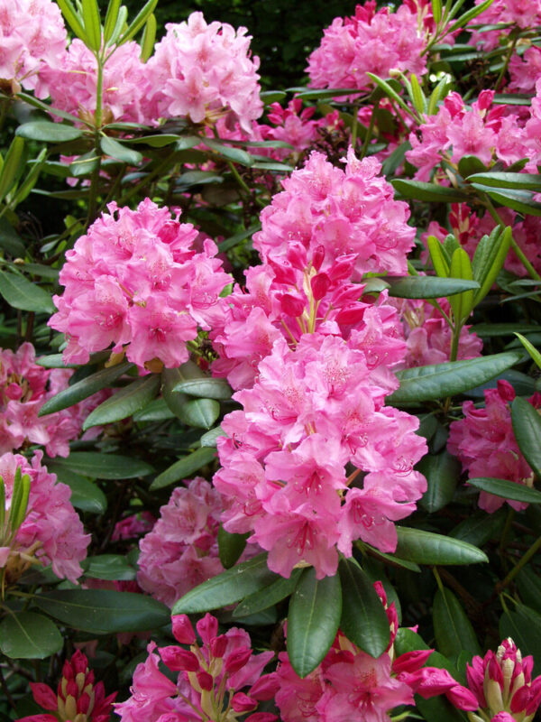 Rhododendron Haaga