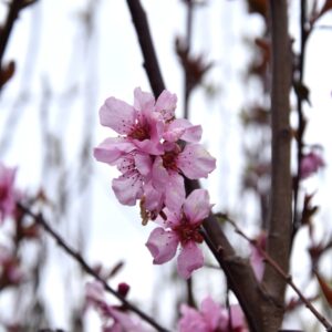 Prunus x persicoides SPRING GLOW
